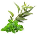 Fondant parfumé eucalyptus menthe 10g