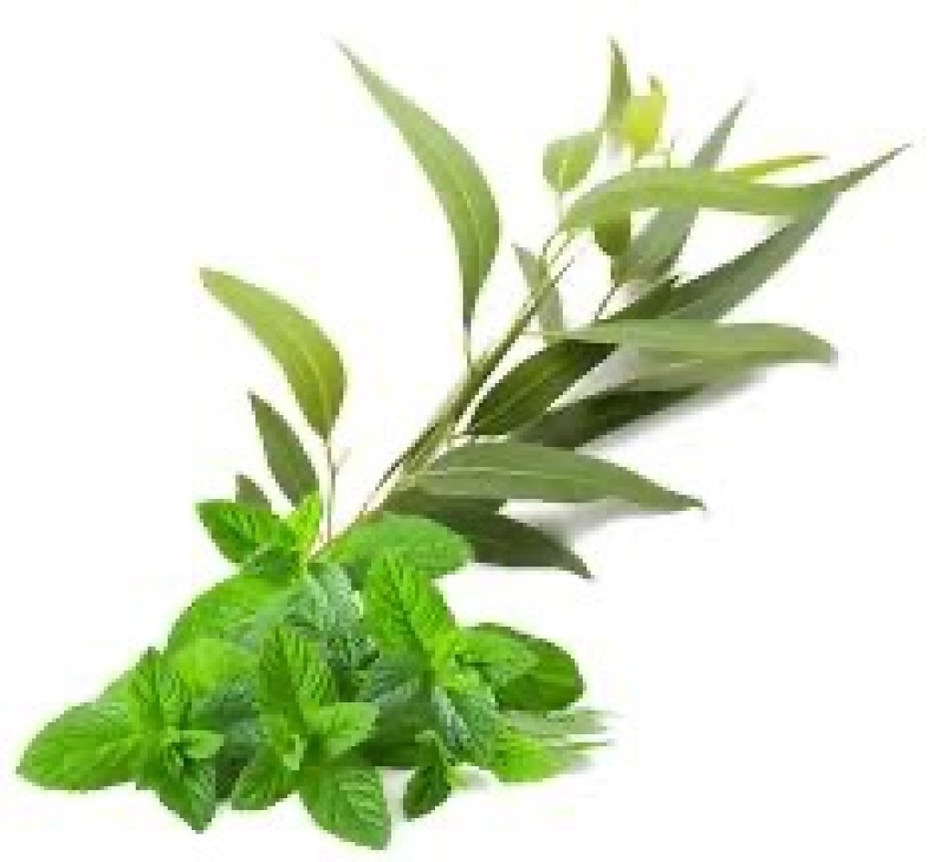 Fondant parfumé eucalyptus menthe 10g